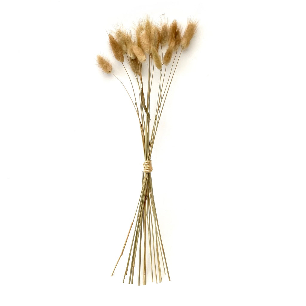 Lagarus Ovatus - Natural
